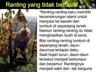 “Ranting-ranting baru memiliki
kecenderungan alami untuk
menjulur ke bawah dan
tumbuh di sepanjang tanah.
Namun ranting-ranting itu tidak
menghasilkan buah di sana.
Bila ranting-ranting tumbuh di
sepanjang tanah, daun-
daunnya terlapisi debu.
Saat hujan turun, daun-daun
tersebut menjadi berlumpur
dan berjamur. Rantingnya
menjadi sakit dan tak berguna
 