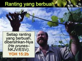 Setiap ranting
yang berbuah,
dibersihkan-Nya
(He prunes–
NKJV/ESV).
YOH 15:2b
 
