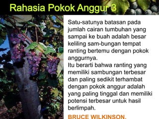 Satu-satunya batasan pada
jumlah cairan tumbuhan yang
sampai ke buah adalah besar
keliling sam-bungan tempat
ranting bertemu dengan pokok
anggurnya.
Itu berarti bahwa ranting yang
memiliki sambungan terbesar
dan paling sedikit terhambat
dengan pokok anggur adalah
yang paling tinggal dan memiliki
potensi terbesar untuk hasil
berlimpah.
 