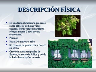 DESCRIPCIÓN FÍSICA Es una liana abrazadora que crece sobre árboles, de hojas verde oscuras, flores verde amarillento y bayas negras ó azul oscuro (venenosas) Perenne Hasta 50 metros el tallo Se cosecha en primavera y florece en otoño Crece en zonas templadas de Europa, el norte de África y desde la India hasta Japón, en Asia. 