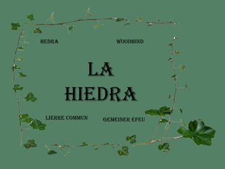LA HIEDRA Hedra WOODBIND LIERRE COMMUN GEMEINER EFEU 