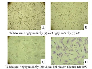 Tế bào sau 1 ngày nuôi cấy (a) và 3 ngày nuôi cấy (b) 4X
Tế bào sau 7 ngày nuôi cấy (c); và sau khi nhuộm Giemsa (d) 10X
A B
C D
 