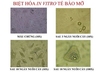 BIỆT HÓA IN VITRO TẾ BÀO MỠ
SAU 3 NGÀY NUÔI CẤY (10X)
SAU 10 NGÀY NUÔI CẤY (10X)
MẪU CHỨNG (10X)
SAU 10 NGÀY NUÔI CẤY (100X)
 