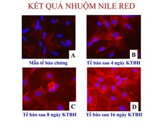 Tế bào sau 16 ngày KTBH
Tế bào sau 4 ngày KTBHMẫu tế bào chứng
Tế bào sau 8 ngày KTBH
A
KẾT QUẢ NHUỘM NILE RED
B
C D
 