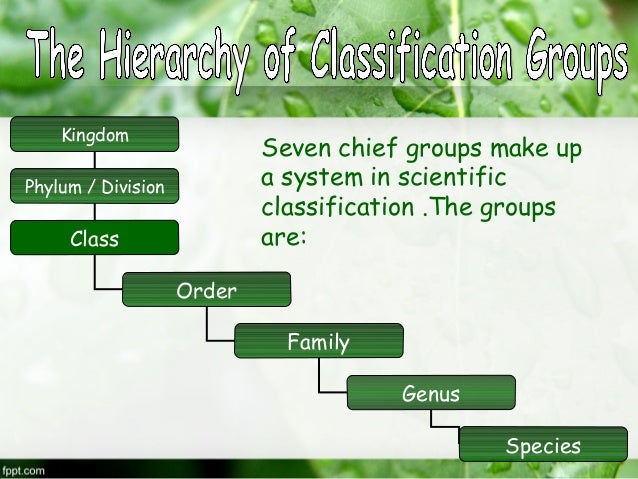 what does hierarchy mean in biology
