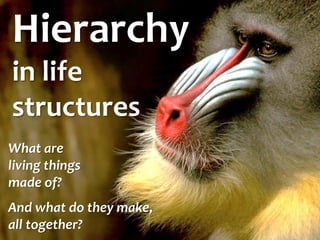 Hierarchy in life structures 
What are living things made of? 
And what do they make, all together?  