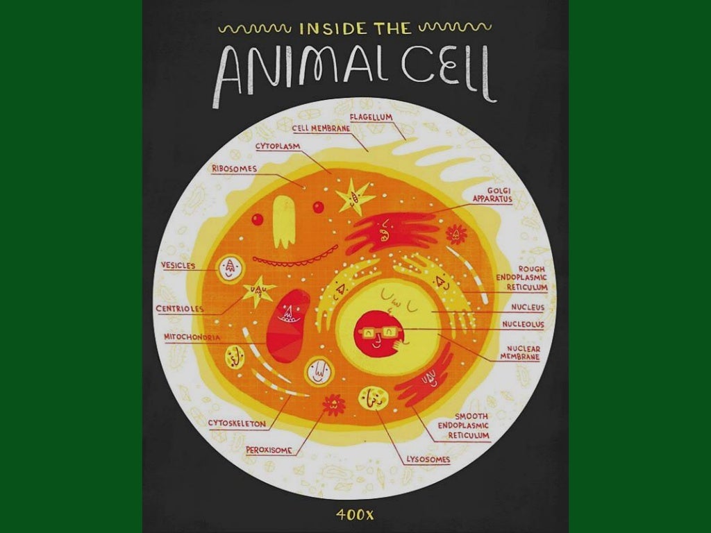 Hierarchy in life structures