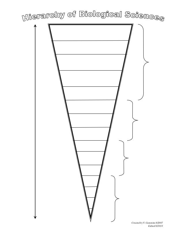 hierarchy of biological sciences