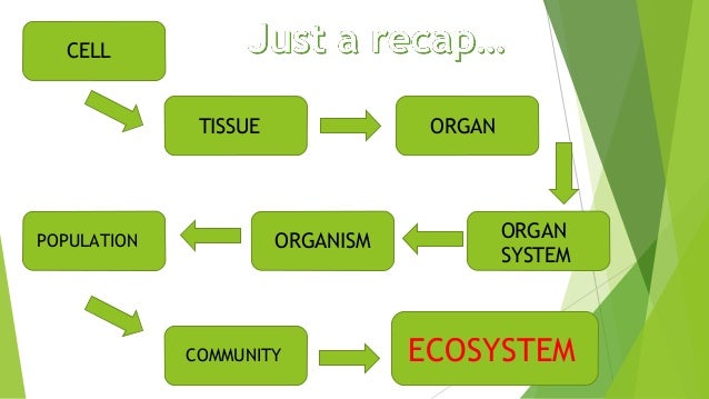 organization hierarchy