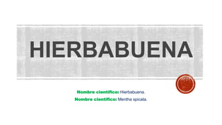 HIERBABUENA
Nombre científico: Hierbabuena.
Nombre científico: Mentha spicata.
 
