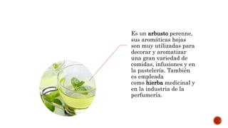 Es un arbusto perenne,
sus aromáticas hojas
son muy utilizadas para
decorar y aromatizar
una gran variedad de
comidas, infusiones y en
la pastelería. También
es empleada
como hierba medicinal y
en la industria de la
perfumería.
 