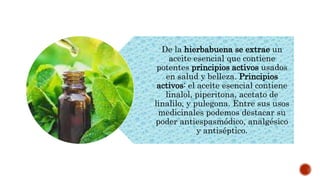De la hierbabuena se extrae un
aceite esencial que contiene
potentes principios activos usados
en salud y belleza. Principios
activos: el aceite esencial contiene
linalol, piperitona, acetato de
linalilo, y pulegona. Entre sus usos
medicinales podemos destacar su
poder antiespasmódico, analgésico
y antiséptico.
 