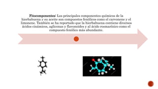 Fitocomponentes: Los principales componentes químicos de la
hierbabuena y su aceite son compuestos fenólicos como el carvonene y el
limonene. También se ha reportado que la hierbabuena contiene diversos
ácidos cinámicos, agliconas y flavonoides y al ácido rosmarínico como el
compuesto fenólico más abundante.
 