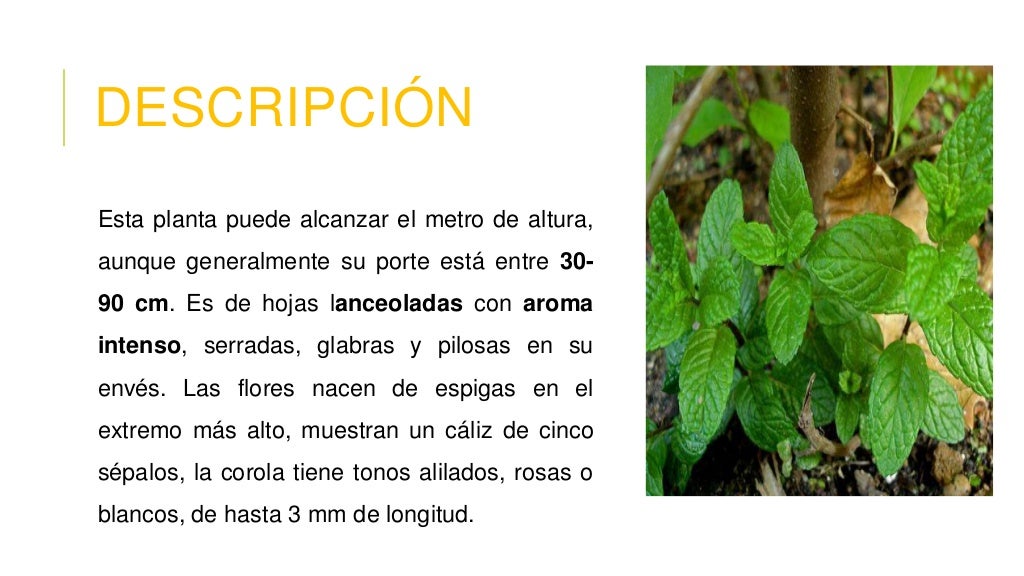 Hierbabuena.