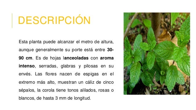 Hierbabuena