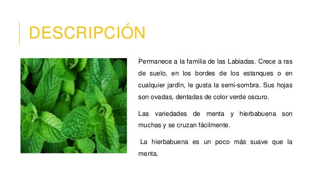 Lugar De Origen De La Hierbabuena es.slideshare.net
