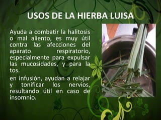 USOS DE LA HIERBA LUISA
Ayuda a combatir la halitosis
o mal aliento, es muy útil
contra las afecciones del
aparato respiratorio,
especialmente para expulsar
las mucosidades, y para la
tos.
en infusión, ayudan a relajar
y tonificar los nervios,
resultando útil en caso de
insomnio.
 