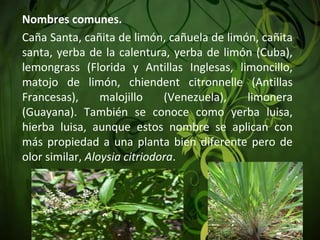 Nombres comunes.
Caña Santa, cañita de limón, cañuela de limón, cañita 
santa, yerba de la calentura, yerba de limón (Cuba), 
lemongrass  (Florida  y  Antillas  Inglesas,  limoncillo, 
matojo  de  limón,  chiendent  citronnelle  (Antillas 
Francesas),  malojillo  (Venezuela),  limonera 
(Guayana).  También  se  conoce  como  yerba  luisa, 
hierba  luisa,  aunque  estos  nombre  se  aplican  con 
más propiedad a una planta bien diferente pero de 
olor similar, Aloysia citriodora.
 