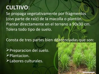 CULTIVO:
Se propaga vegetativamente por fragmentos 
(con parte de raíz) de la macolla o plantón. 
Plantar directamente en el terreno a 90x30 cm. 
Tolera todo tipo de suelo. 
Consta de tres partes bien diferenciadas que son:
Preparacion del suelo.
Plantacion.
Labores culturales.
 
 
