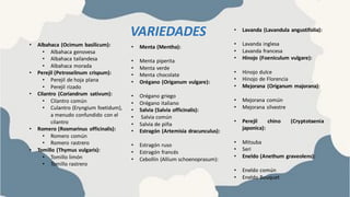 VARIEDADES
• Albahaca (Ocimum basilicum):
• Albahaca genovesa
• Albahaca tailandesa
• Albahaca morada
• Perejil (Petroselinum crispum):
• Perejil de hoja plana
• Perejil rizado
• Cilantro (Coriandrum sativum):
• Cilantro común
• Culantro (Eryngium foetidum),
a menudo confundido con el
cilantro
• Romero (Rosmarinus officinalis):
• Romero común
• Romero rastrero
• Tomillo (Thymus vulgaris):
• Tomillo limón
• Tomillo rastrero
• Menta (Mentha):
• Menta piperita
• Menta verde
• Menta chocolate
• Orégano (Origanum vulgare):
• Orégano griego
• Orégano italiano
• Salvia (Salvia officinalis):
• Salvia común
• Salvia de piña
• Estragón (Artemisia dracunculus):
• Estragón ruso
• Estragón francés
• Cebollín (Allium schoenoprasum):
• Lavanda (Lavandula angustifolia):
• Lavanda inglesa
• Lavanda francesa
• Hinojo (Foeniculum vulgare):
• Hinojo dulce
• Hinojo de Florencia
• Mejorana (Origanum majorana):
• Mejorana común
• Mejorana silvestre
• Perejil chino (Cryptotaenia
japonica):
• Mitsuba
• Seri
• Eneldo (Anethum graveolens):
• Eneldo común
• Eneldo Bouquet
 