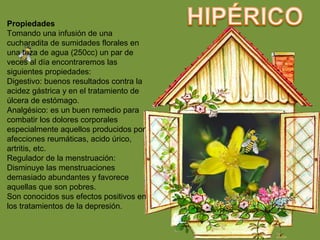 Propiedades
Tomando una infusión de una
cucharadita de sumidades florales en
una taza de agua (250cc) un par de
veces al día encontraremos las
siguientes propiedades:
Digestivo: buenos resultados contra la
acidez gástrica y en el tratamiento de
úlcera de estómago.
Analgésico: es un buen remedio para
combatir los dolores corporales
especialmente aquellos producidos por
afecciones reumáticas, acido úrico,
artritis, etc.
Regulador de la menstruación:
Disminuye las menstruaciones
demasiado abundantes y favorece
aquellas que son pobres.
Son conocidos sus efectos positivos en
los tratamientos de la depresión.
 