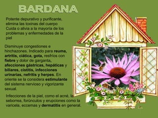 Potente depurativo y purificante,
elimina las toxinas del cuerpo
Cuida o alivia a la mayoría de los
problemas y enfermedades de la
piel
Disminuye congestiones e
hinchazones. Indicado para reuma,
artritis, ciática, gota, resfríos con
fiebre y dolor de garganta,
afecciones gástricas, hepáticas y
biliares, cistitis, infecciones
urinarias, nefritis y herpes. En
oriente se la considera estimulante
del sistema nervioso y vigorizante
sexual.
Infecciones de la piel, como el acné, la
seborrea, forúnculos y erupciones como la
varicela, eccemas y dermatitis en general.
 