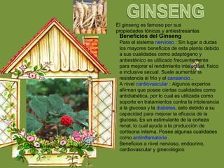 El ginseng es famoso por sus
propiedades tónicas y antiestresantes
Beneficios del Ginseng
Para el sistema nervioso : Sin lugar a dudas
los mayores beneficios de esta planta debido
a sus cualidades como adaptógeno y
antiesténico es utilizado frecuentemente
para mejorar el rendimiento intelectual, físico
e inclusive sexual. Suele aumentar la
resistencia al frío y el cansancio .
A nivel cardiovascular : Algunos expertos
afirman que posee ciertas cualidades como
antidiabética, por lo cual es utilizada como
soporte en tratamientos contra la intolerancia
a la glucosa y la diabetes, esto debido a su
capacidad para mejorar la eficacia de la
glucosa. Es un estimulante de la corteza
renal, lo cual ayuda a la producción de
cortisona interna. Posee algunas cualidades
como antiinflamatoria .
Beneficios a nivel nervioso, endocrino,
cardiovascular y ginecológico
 