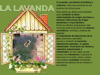 la Lavanda, una planta aromática y
culinaria, está muy presente en los
jardines de clima suave.
Esta planta se utiliza como remedio
para combatir el dolor,
enfermedades de origen nervioso o
eliminar infecciones de origen
bacteriano o macrobiótico.
Entre los efectos terapéuticos más
comunes está el de aliviar los dolores
reumáticos, tortícolis y dolores de
espalda.
El tratamiento de afecciones de la
piel, eccemas y psoriasis.
Ayuda a combatir el insomnio,
digestiones pesadas, de gases
intestinales, hinchazón de vientre y
calambre estomacales o
intestinales. En los viajes ya sea
porque nos mareamos, o porque el
tener que ir en avión, barco, coche…
nos produce ansiedad, la lavanda
reducirá los efectos de los mareos o
los evitará
 