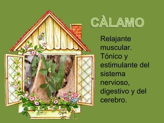 Relajante
muscular.
Tónico y
estimulante del
sistema
nervioso,
digestivo y del
cerebro.
 