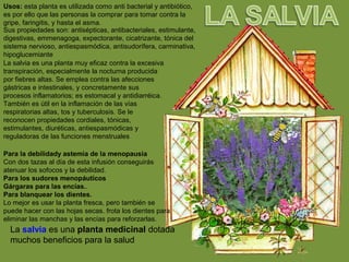 Usos: esta planta es utilizada como anti bacterial y antibiótico,
es por ello que las personas la comprar para tomar contra la
gripe, faringitis, y hasta el asma.
Sus propiedades son: antisépticas, antibacteriales, estimulante,
digestivas, emmenagoga, expectorante, cicatrizante, tónica del
sistema nervioso, antiespasmódica, antisudorífera, carminativa,
hipoglucemiante
La salvia es una planta muy eficaz contra la excesiva
transpiración, especialmente la nocturna producida
por fiebres altas. Se emplea contra las afecciones
gástricas e intestinales, y concretamente sus
procesos inflamatorios; es estomacal y antidiarréica.
También es útil en la inflamación de las vías
respiratorias altas, tos y tuberculosis. Se le
reconocen propiedades cordiales, tónicas,
estimulantes, diuréticas, antiespasmódicas y
reguladoras de las funciones menstruales
Para la debilidady astemia de la menopausia
Con dos tazas al día de esta infusión conseguirás
atenuar los sofocos y la debilidad.
Para los sudores menopáuticos
Gárgaras para las encías..
Para blanquear los dientes.
Lo mejor es usar la planta fresca, pero también se
puede hacer con las hojas secas. frota los dientes para
eliminar las manchas y las encías para reforzarlas.
La salvia es una planta medicinal dotada
muchos beneficios para la salud
 