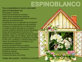 Sus propiedades la hacen adecuada
para el tratamiento de:
taquicardias y arritmias.
prevención de infartos de miocardio.
mejora de las insuficiencias cardíacas.
mejora de la circulación sanguínea en enfermos
afectados de arteriosclerosis.
la hipertensión (por su capacidad de aumentar el
tamaño de los vasos sanguíneos de la periferia
corporal) y la hipotensión (por su efecto tónico).
un estado de alerta (generado por el sistema
nervioso simpático) sostenido durante demasiado
tiempo termina generando trastornos como
ansiedad, insomnio de carácter nervioso, bruxismo
tensional, vértigo, etc. El majuelo, junto con otras
plantas como la valeriana, la pasionaria o la hierba
de San Juan, constituye un remedio eficaz para
reducir los problemas de nerviosismo y sus
manifestaciones orgánicas.
las flores del espino blanco se aplican
fundamentalmente en el tratamiento de la tos tanto
de carácter infeccioso como nervioso.
la fiebre (la corteza).
el escorbuto (los frutos).
la diarrea (las flores y los frutos).
Amigo del corazón , fortifica su músculo.
 