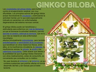 Las propiedades del ginkgo biloba para luchar
contra el envejecimiento cerebral, son muy
difundidas. Los principios activos del ginkgo biloba
actúan favoreciendo la circulación y estimulando la
actividad mental, por lo que está especialmente
indicado en pacientes con enfermedades
degenerativas del sistema nervioso central.
El ginkgo biloba puede ser beneficioso y
estimulante para enfermos con mal de Alzheimer,
ya que al favorecer la actividad cerebral y permitir
ejercitar el cerebro, estimula la memoria, que es lo
que más se resiente en esta enfermedad
neurológica.
efectos principalmente antioxidantes, pero también
antiinflamatorios y estimulantes de la circulación,
que benefician en otros trastornos físicos, entre
ellos, en la insuficiencia circulatoria, la diabetes, la
insuficiencia venosa, la artrosis, la artritis y los
calambres musculares. Cabe aclarar que debido a
la posibilidad de que el ginkgo biloba interactúe
con otros medicamentos, antes de consumirlo, es
conveniente que consultes con tu médico.
No usar durante el embarazo y la lactancia, ya que
contiene sustancias que podrían afectar el normal
desarrollo del feto y ser tóxicas para el bebé
lactante.
 