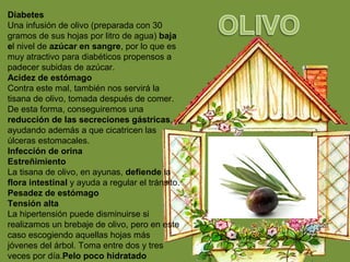 Diabetes
Una infusión de olivo (preparada con 30
gramos de sus hojas por litro de agua) baja
el nivel de azúcar en sangre, por lo que es
muy atractivo para diabéticos propensos a
padecer subidas de azúcar.
Acidez de estómago
Contra este mal, también nos servirá la
tisana de olivo, tomada después de comer.
De esta forma, conseguiremos una
reducción de las secreciones gástricas,
ayudando además a que cicatricen las
úlceras estomacales.
Infección de orina
Estreñimiento
La tisana de olivo, en ayunas, defiende la
flora intestinal y ayuda a regular el tránsito.
Pesadez de estómago
Tensión alta
La hipertensión puede disminuirse si
realizamos un brebaje de olivo, pero en este
caso escogiendo aquellas hojas más
jóvenes del árbol. Toma entre dos y tres
veces por día.Pelo poco hidratado
 