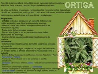 Además de ser una planta comestible rica en nutrientes, sales minerales y
vitaminas, tiene una gran cantidad de propiedades medicinales.
La ortiga verde tiene propiedades remineralizantes, reconstituyentes, depurativas,
diruréticas, hemostáticas, astringentes, cicatrizantes, calmantes, antitinflamatorias,
desodorantes, antianémicas, antirreumáticas y analgésicas.
Propiedades:
· Estados en los que se requiera un aumento de la diuresis:
cistitis, prostatitis, gota, hipertensión arterial, edemas.
· Anemias, curas depurativas, sobrepeso acompañado de
retención de líquidos.
· Tratamiento de hemorragias nasales.
· Favorece la digestión por su efecto estimulante de las
secreciones del estómago.
· Contraresta las reacciones alérgicas tras el consumo de
marisco
Uso tópico:
· Inflamaciones osteoarticulares, dermatitis seborréica, faringitis,
vulvovaginitis
· Popularmente las friegas con plantas de ortigas se consideran
un remedio contra la artrosis ó los dolores musculares como la
torticolis.
Edemas, Gota y Curas depurativas.Obesidad.Anemias, Raquitismo y Astenia.
Reumatismos. Diabetes.
Previene la Arteriosclerosis, por su alto contenido en clorofila.
Desodorante.
Dermatosis y Erupciones cutáneas.Diarrea y otras afecciones inflamatorias del
intestino.
Hemorragias (metrorragias, epistaxis…) y hemorroides.
Heridas. En cataplasmas o fomentos de ortiga es capaz de cortar la hemorragia.
Caída del cabello. Usaremos una decocción de ortiga, de forma externa, la
aplicaremos en el cuero cabelludo
 