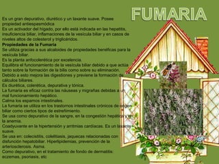 Es un gran depurativo, diurético y un laxante suave. Posee
propiedad antiespasmódica
Es un activador del hígado, por ello está indicada en las hepatitis,
insuficiencia biliar, inflamaciones de la vesícula biliar y en casos de
niveles altos de colesterol y triglicéridos.
Propiedades de la Fumaria
Se utiliza gracias a sus alcaloides de propiedades benéficas para la
vesícula biliar.
Es la planta anfocolerética por excelencia.
Equilibra el funcionamiento de la vesícula biliar debido a que actúa
tanto sobre la formación de la bilis como sobre su eliminación.
Debido a esto mejora las digestiones y previene la formación de
cálculos biliares.
Es diurética, colerética, depurativa y tónica.
La fumaria es eficaz contra las náuseas y migrañas debidas a un
mal funcionamiento hepático.
Calma los espamos intestinales.
La fumaria se utiliza en los trastornos intestinales crónicos de origen
biliar como ciertos tipos de estreñimiento.
Se usa como depurativo de la sangre, en la congestión hepática y en
la anemia.
Coadyuvante en la hipertensión y arritmias cardíacas. Es un laxante
suave.
Se usa en: colecistitis, colelitiasis, jaquecas relacionadas con
disfunción hepatobiliar. Hiperlipidemias, prevención de la
arteriosclerosis. Asma.
Como depurativo, en el tratamiento de fondo de dermatitis:
eczemas, psoriasis, etc
 