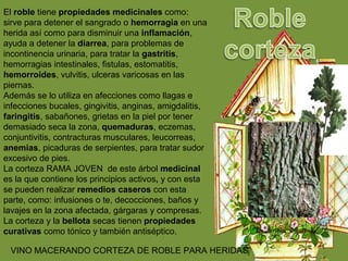 El roble tiene propiedades medicinales como:
sirve para detener el sangrado o hemorragia en una
herida así como para disminuir una inflamación,
ayuda a detener la diarrea, para problemas de
incontinencia urinaria, para tratar la gastritis,
hemorragias intestinales, fistulas, estomatitis,
hemorroides, vulvitis, ulceras varicosas en las
piernas.
Además se lo utiliza en afecciones como llagas e
infecciones bucales, gingivitis, anginas, amigdalitis,
faringitis, sabañones, grietas en la piel por tener
demasiado seca la zona, quemaduras, eczemas,
conjuntivitis, contracturas musculares, leucorreas,
anemias, picaduras de serpientes, para tratar sudor
excesivo de pies.
La corteza RAMA JOVEN de este árbol medicinal
es la que contiene los principios activos, y con esta
se pueden realizar remedios caseros con esta
parte, como: infusiones o te, decocciones, baños y
lavajes en la zona afectada, gárgaras y compresas.
La corteza y la bellota secas tienen propiedades
curativas como tónico y también antiséptico.
VINO MACERANDO CORTEZA DE ROBLE PARA HERIDAS
 