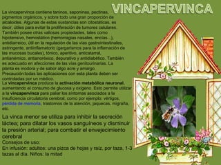 La vincapervinca contiene taninos, saponinas, pectinas,
pigmentos orgánicos, y sobre todo una gran proporción de
alcaloides. Algunas de estas sustancias son citostáticas, es
decir, útiles para evitar la proliferación de tumores celulares.
También posee otras valiosas propiedades, tales como
hipotensivo, hemostático (hemorragias nasales, encías...),
antidiarreico, útil en la regulación de las vías gastrointestinales,
astringente, antiinflamatorio (gargarismos para la inflamación de
las mucosas bucales), tónico, aperitivo, anticatarral,
antianémico, antianoréxico, depurativo y antidiabético. También
es adecuado en afecciones de las vías genitourinarias. La
planta es inodora y de sabor algo acre y amargo.
Precaución:todas las aplicaciones con esta planta deben ser
controladas por un médico.
La vincapervinca produce la activación metabólica neuronal,
aumentando el consumo de glucosa y oxígeno. Esto permite utilizar
a la vincapervinca para paliar los síntomas asociados a la
insuficiencia circulatoria cerebral, como por ejemplo: vértigos,
pérdida de memoria, trastornos de la atención, jaquecas, migraña,
etc.
La vinca menor se utiliza para inhibir la secreción
láctea; para dilatar los vasos sanguíneos y disminuir
la presión arterial; para combatir el envejecimiento
cerebral
Consejos de uso:
En infusión: adultos: una pizca de hojas y raíz, por taza, 1-3
tazas al día. Niños: la mitad
 
