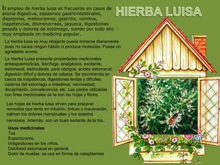 s
El empleo de hierba luisa es frecuente en casos de
atonía digestiva, espasmos gastrointestinales,
dispepsias, meteorismos, gastritis, vómitos,
inapetencias, dismenorreas, jaqueca, digestiones
pesada y dolores de estómago, siendo por todo ello
muy empleada en medicina popular.
La hierba luisa es muy relajante puede tomarse diariamente
pues no causa ningún hábito ni produce molestias. Posee un
agradable aroma.
La Hierba Luisa presenta propiedades medicinales
antiespasmódicas, febrífuga, analgésica, excitante,
estomacal, estimulante, para vértigos, acidez estomacal,
digestión difícil y dolores de cabeza. Se recomienda en
casos de inapetencia, digestiones lentas y difíciles,
catarros del estomago e intestinos, nerviosidad,
decaimiento, convalecencia, etc. Las partes utilizadas
con fines medicinales de la son las hojas y flores.
Las hojas de hierba luisa sirven para preparar
remedios que tanto en infusión, tintura o maceración,
calman los dolores menstruales y los estados
nerviosos. Además, son un buen sedante de la tos.
Usos medicinales
Tos.
Expectorante.
Indigestiones en los niños.
Debilidad estomacal en general.
Dolor de muelas: se usa en forma de cataplasmas
 