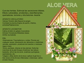Cura las heridas. Estimula las secreciones biliares.
Efecto vulnerables, emolientes y desinflamantes,
quemaduras, tumores y otra lesiones. laxante
APARATO CIRCULATORIO
Várices.Tensión alta.Depura la sangre
Combate la anemia.Angina de pecho, infartos,
emboliasPalpitaciones
APARATO LOCOMOTOR
Calma el dolor en golpes musculares
Artrosis.Torceduras.Molestias óseas.
Artritis reumatoide
PIEL
•Quemaduras:.Traumatismos y cortes: Picores por
cualquier causa: intoxicación por alimentos o medicinas,
varicela, sarampión, picaduras de insectos o medusas
(agua vivas).
•Acné, psoriasis, úlceras en las piernas: Quita las
manchas de la piel.Hongos.Cicatrices: las reduce
bastante, útil en las de acné, cicatrices quirúrgicas,
quemaduras, etc.
•Llagas o aftas dentro de la boca: aplicar el gel dos o
tres veces al día.Encías inflamadas o dolorosas: calma
el dolor.Herpes.
 