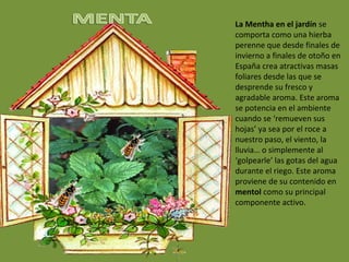 La Mentha en el jardín se
comporta como una hierba
perenne que desde finales de
invierno a finales de otoño en
España crea atractivas masas
foliares desde las que se
desprende su fresco y
agradable aroma. Este aroma
se potencia en el ambiente
cuando se ‘remueven sus
hojas’ ya sea por el roce a
nuestro paso, el viento, la
lluvia… o simplemente al
‘golpearle’ las gotas del agua
durante el riego. Este aroma
proviene de su contenido en
mentol como su principal
componente activo.
 