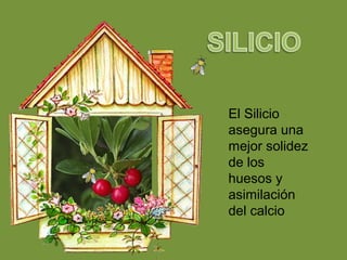 El Silicio
asegura una
mejor solidez
de los
huesos y
asimilación
del calcio
 