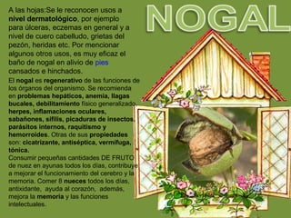 A las hojas:Se le reconocen usos a
nivel dermatológico, por ejemplo
para úlceras, eczemas en general y a
nivel de cuero cabelludo, grietas del
pezón, heridas etc. Por mencionar
algunos otros usos, es muy eficaz el
baño de nogal en alivio de pies
cansados e hinchados.
El nogal es regenerativo de las funciones de
los órganos del organismo. Se recomienda
en problemas hepáticos, anemia, llagas
bucales, debilitamiento físico generalizado,
herpes, inflamaciones oculares,
sabañones, sífilis, picaduras de insectos,
parásitos internos, raquitismo y
hemorroides. Otras de sus propiedades
son: cicatrizante, antiséptica, vermífuga,
tónica.
Consumir pequeñas cantidades DE FRUTO
de nuez en ayunas todos los días, contribuye
a mejorar el funcionamiento del cerebro y la
memoria. Comer 8 nueces todos los días,
antixidante, ayuda al corazón, además,
mejora la memoria y las funciones
intelectuales.
 
