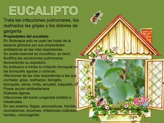 Trata las infecciones pulmonares, los
resfriados las gripes y los dolores de
garganta
Propiedades del eucalipto
En fitoterapia solo se usan las hojas de la
especie globulus por sus propiedades
antisépticas en las vías respiratorias.
Su aceite esencial es mucolítico, es decir,
fluidifica las secreciones pulmonares
favoreciendo su expulsión.
Es antitusivo e inhibe la irritación bronquial en
las bronquitis agudas y crónicas.
Afecciones de las vías respiratorias a las que
combate: gripe, resfriados, faringitis,
bronquitis, asma, rinitis, sinusitis, traqueitis, et
Posee acción antibacteriana
Diabetes ligeras.
Infecciones del tracto urogenital (cistitis) e
intestinales.
En uso externo: llagas, escoceduras, heridas,
reumatismos, eczemas, irritaciones cutáneas,
heridas, vulvovaginitis
 