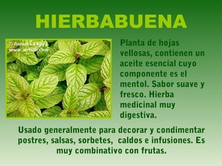 HIERBABUENA
Planta de hojas
vellosas, contienen un
aceite esencial cuyo
componente es el
mentol. Sabor suave y
fresco. Hierba
medicinal muy
digestiva.
Usado generalmente para decorar y condimentar
postres, salsas, sorbetes, caldos e infusiones. Es
muy combinativo con frutas.
 