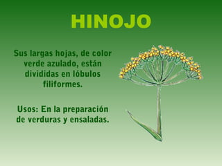 HINOJO
Sus largas hojas, de color
verde azulado, están
divididas en lóbulos
filiformes.
Usos: En la preparación
de verduras y ensaladas.
 