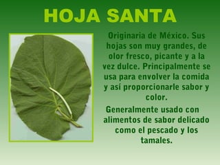 HOJA SANTA
Originaria de México. Sus
hojas son muy grandes, de
olor fresco, picante y a la
vez dulce. Principalmente se
usa para envolver la comida
y así proporcionarle sabor y
color.
Generalmente usado con
alimentos de sabor delicado
como el pescado y los
tamales.
 