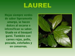 LAUREL
Hojas siempre verdes
de sabor ligeramente
amargo, se hacen
dulces al secarse e
intensifican su sabor.
Usado en el bouquet
garní. También con
carnes rojas, pollo,
pescado, estofados y
en conservas.
 