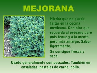 MEJORANA
Hierba que no puede
faltar en la cocina
mexicana. Con olor que
recuerda al orégano pero
más tenue y a la menta
pero más amargo. Sabor
ligeramente.
Se consigue fresca y
seca.
Usado generalmente con pescados. También en
ensaladas, pasteles de carne, pollo.
 