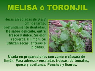 MELISA ó TORONJIL
Hojas alveoladas de 3 a 7
cm. de largo,
profundamente dentadas.
De sabor delicado, entre
fresco y dulce. Su olor
recuerda al limón. Se
utilizan secas, enteras o
picadas.
Usada en preparaciones con zumo o cáscara de
limón. Para aderezar ensaladas frescas, de tomates,
queso y aceitunas. Ponches y licores.
 