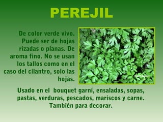 PEREJIL
De color verde vivo.
Puede ser de hojas
rizadas o planas. De
aroma fino. No se usan
los tallos como en el
caso del cilantro, solo las
hojas.
Usado en el bouquet garní, ensaladas, sopas,
pastas, verduras, pescados, mariscos y carne.
También para decorar.
 
